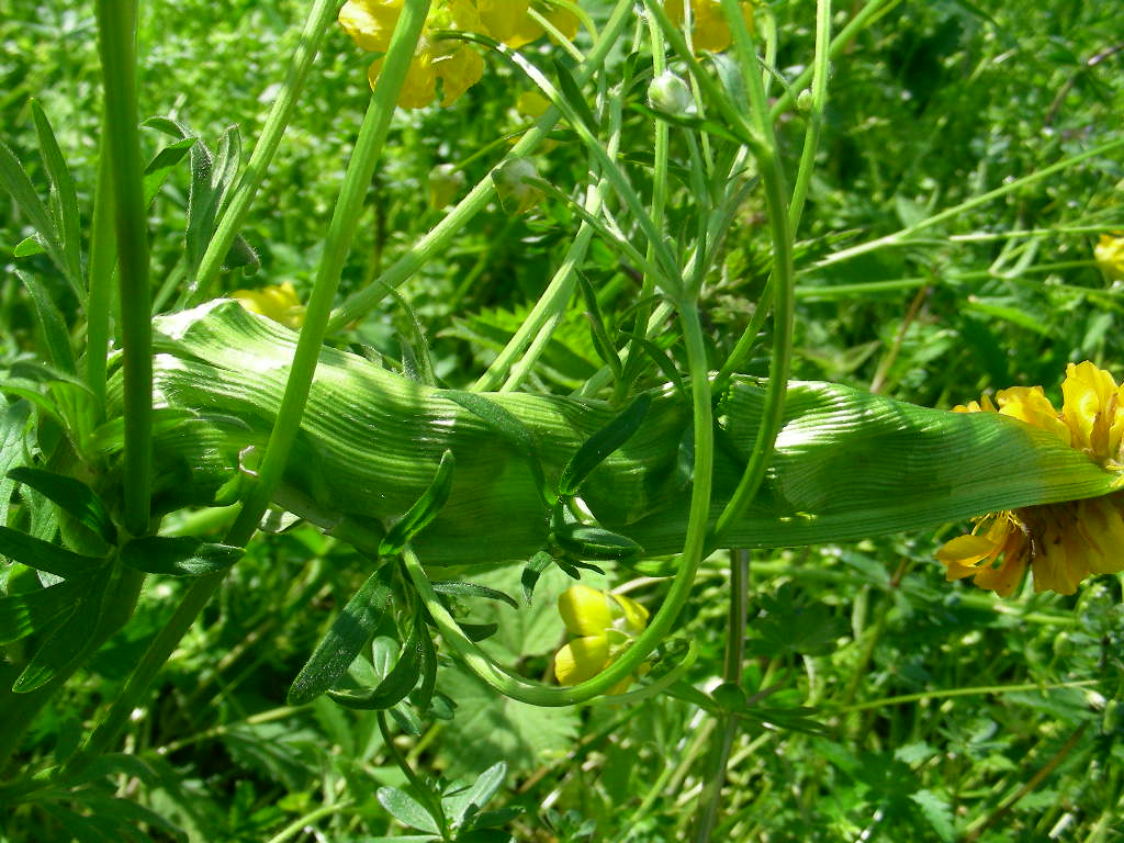 Fasciazione su Ranunculus sp.